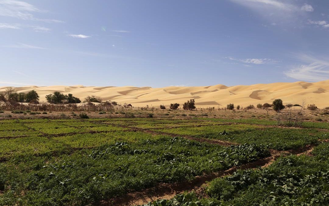 Green agricultural fields against Mauritanian desert dunes