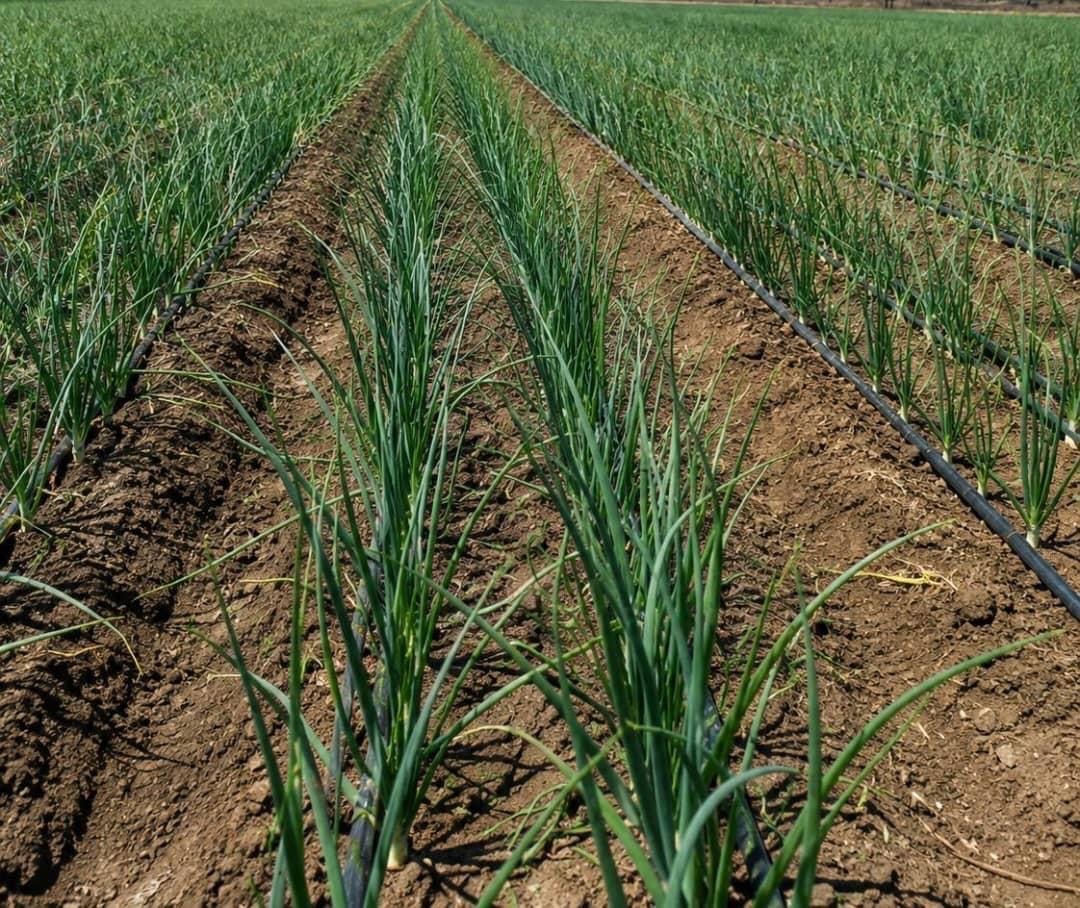 Rows of onions growing with drip irrigation on an MTG farm