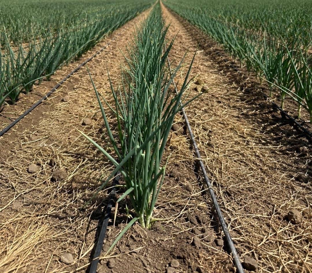 Developing onion fields with irrigation lines at an MTG farm