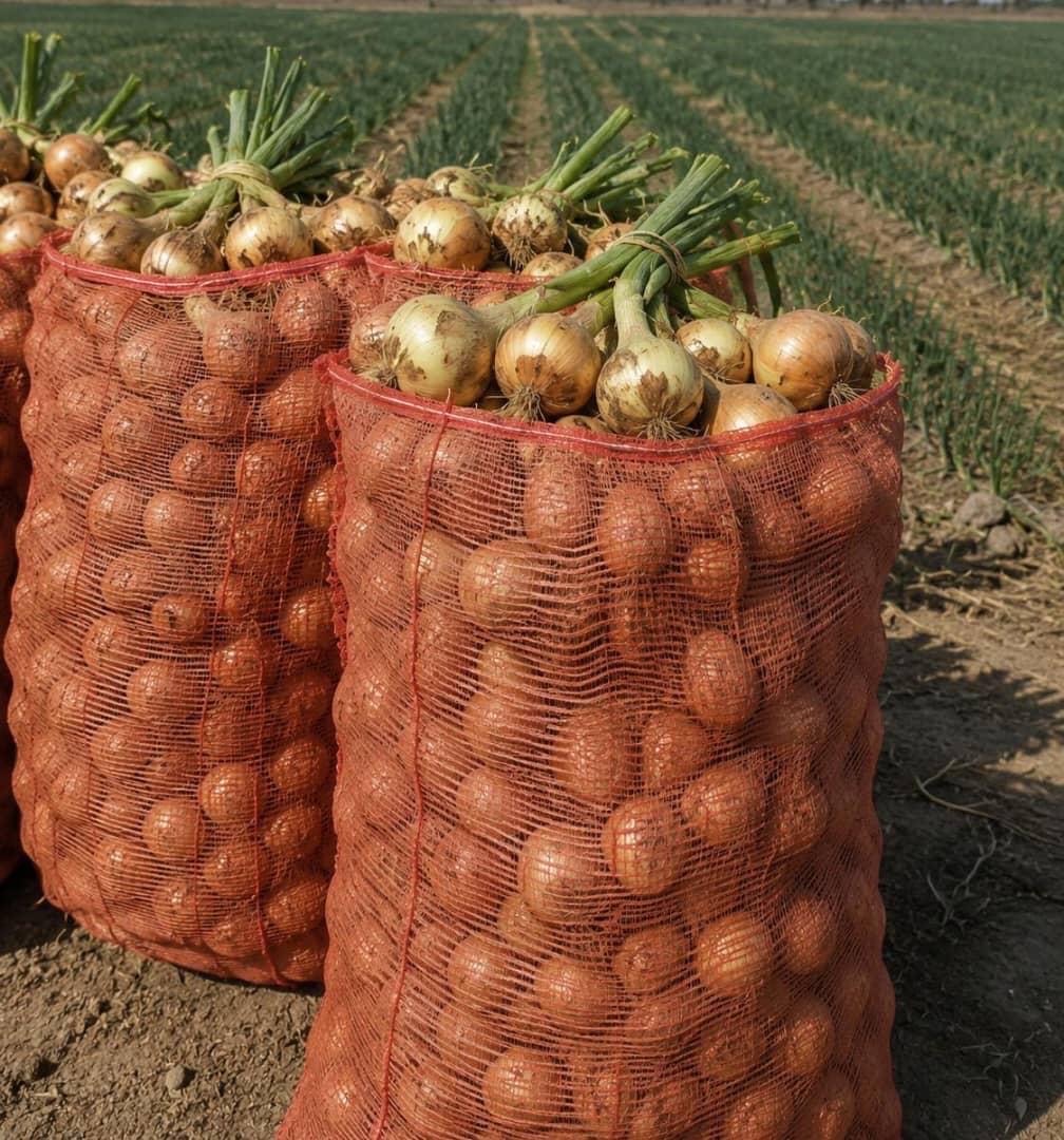 Sacks of harvested onions ready for market on an MTG farm