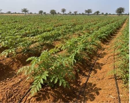 Rows of young potato plants on an MTG farm in Mauritania