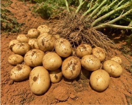 Freshly harvested Mauritanian potatoes