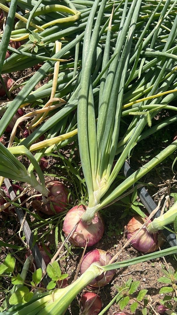 Fresh red onions growing on an MTG farm in Mauritania