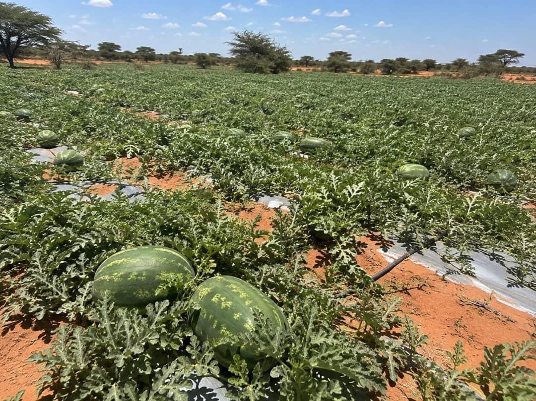 Watermelon field at an MTG farm in Mauritania