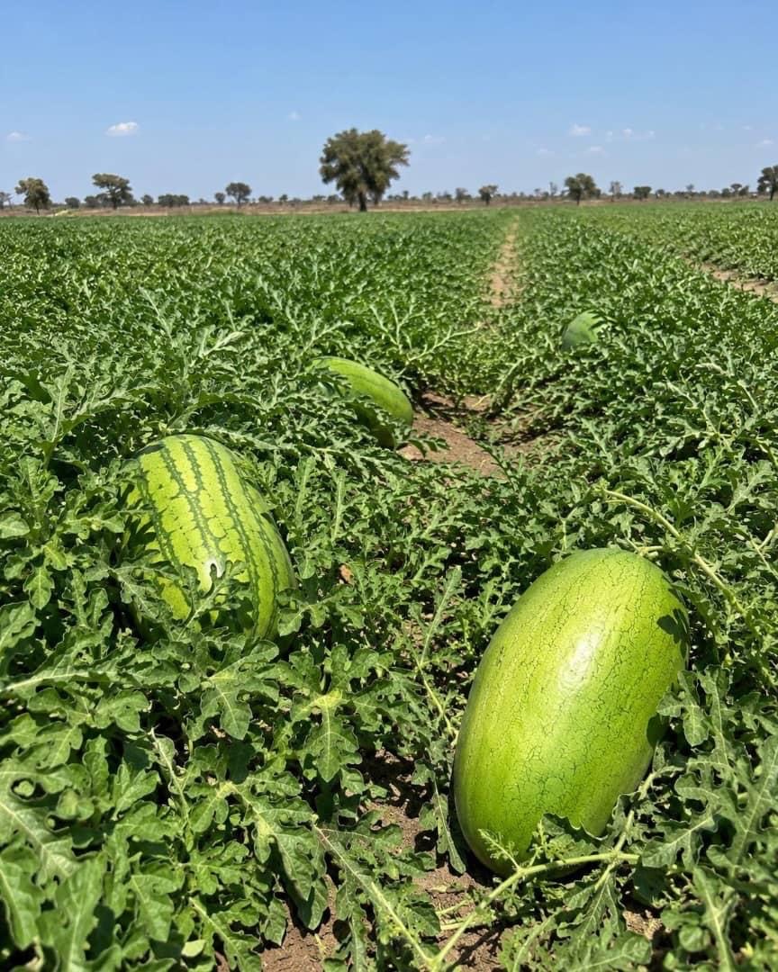 Ripe watermelons in the field ready for harvest