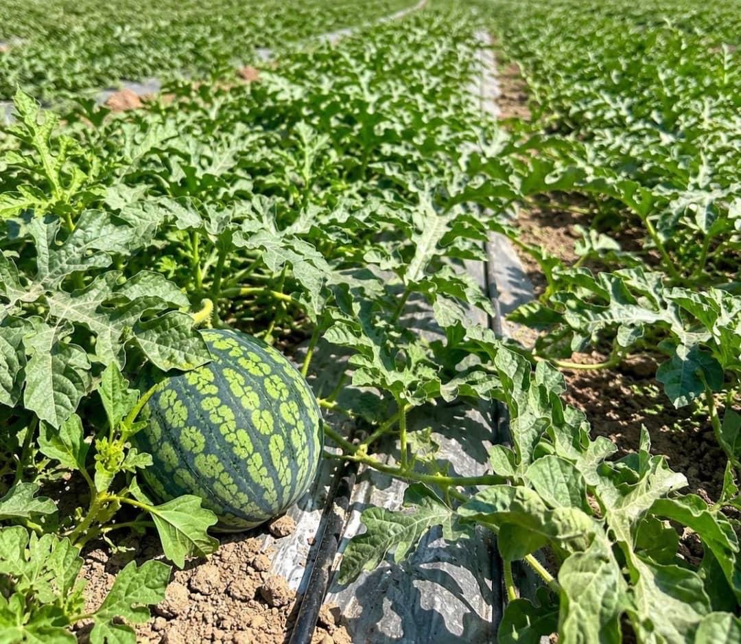 Watermelon plants growing across an MTG field